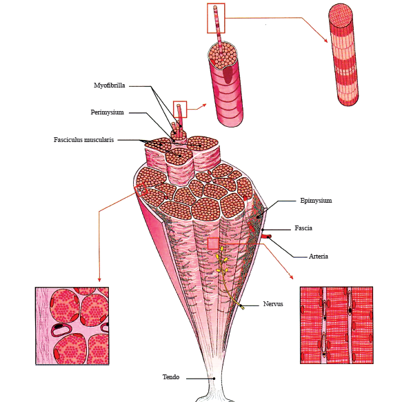 Miologi&yacute;a. Muskullar barada ylym.